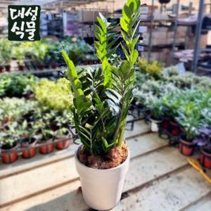 금전수 (H70) 금전운 돈나무 실내 공기정화 반려식물 개업 승진 집들이 화분