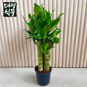 황금죽 케인 (H40) 부귀죽 재복죽 재물을 부르는 공기정화 습도조절