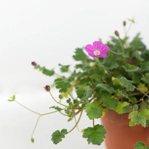 풍로초 소형 핑크 싱그러운 식물 꽃 모종