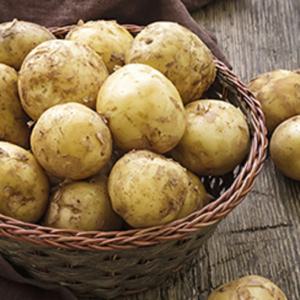 산지직송 국내산 햇감자 감자 90~130g 내외 대사이즈 5kg