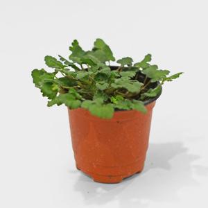 풍로초 소형 화이트 싱그러운 식물 꽃모종