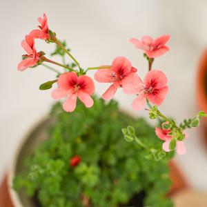 오렌지 랜디제라늄 엔젤아이스 페라고늄 봄꽃 사계절꽃