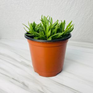 잉글리쉬 라벤더 소형 공기정화 향기식물 화분