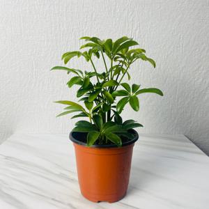 홍콩야자 소형 공기정화 실내 인테리어 식물 화분