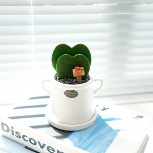 하트 호야 소형 화분 다육이 미니 화분