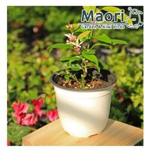 꽃피는 과실수 레몬나무 키우기 15cm 포트