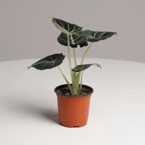 알로카시아 블랙벨벳 키우기쉬운 실내공기정화식물 인테리어식물 소형 모종