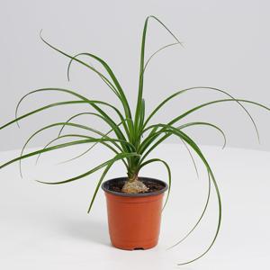 덕구리난 독구리난 도꾸리난 술병란 키우기쉬운 실내공기정화식물 소형 모종