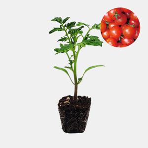 방울 토마토 빨강 1개 과일 토마토 야채 모종 텃밭 채소 튼튼한 모종