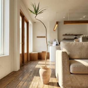 드라세나 마지나타 공기정화 식물 인테리어 카페 집들이 승진 축하화분