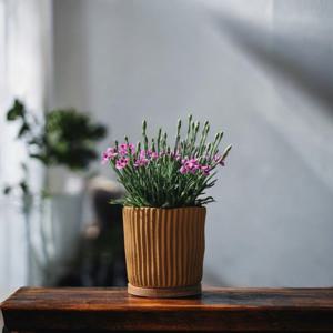 키세스 카네이션 에코리플 화분 어버이날 스승의날 선물