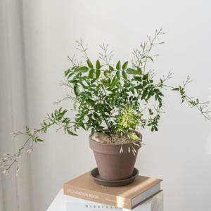 학자스민 중형 꽃피는 식물 덩쿨 집꾸미기 공기정화