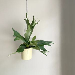 알시콘 박쥐란 행잉팟 미세먼지제거 식물