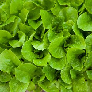 청치마상추모종 3개