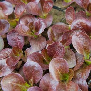 적치마상추모종 3개