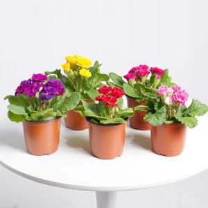 장미앵초(랜덤발송) 키우기쉬운 실내공기정화식물 인테리어식물 소형 모종