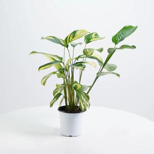 칼라데아 크테난테 루베르시아나 중품 키우기쉬운 실내공기정화식물 인테리어식물 모종