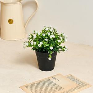 안개꽃 식재화분 15cm 화이트
