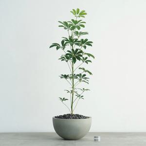 홍콩야자 외목대 그레이 하프라운드 인테리어화분