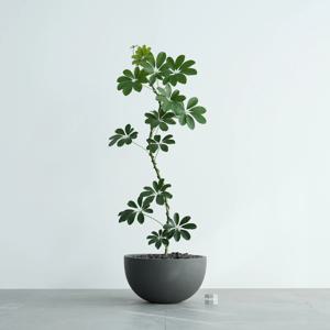 홍콩야자 굽은타입 다크그레이 하프라운드 화분 감성화분 인테리어식물