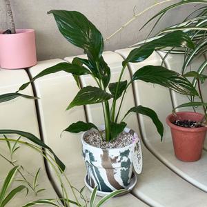 스파트필름 민트초코 pot set / 빛이 부족해도 잘 자라는 키우기쉬운식물