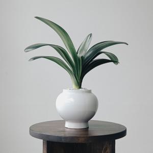 군자란 담월항아리