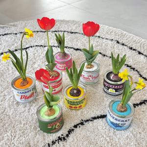 캔화분 수선화 튤립 히야신스 구근키우기