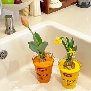 시카고 수선화 튤립 히야신스 구근키우기