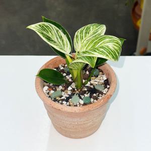 필로덴드론 버킨 콩고 줄무늬 토분 set / 귀여운화분선물 키우기쉬운식물