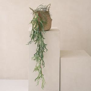 박쥐란 바인 행잉플랜트 벽걸이 조화