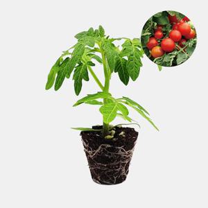 앉은뱅이 방울 토마토 빨강 1개 과일 토마토 야채 모종 텃밭 채소 튼튼한 모종