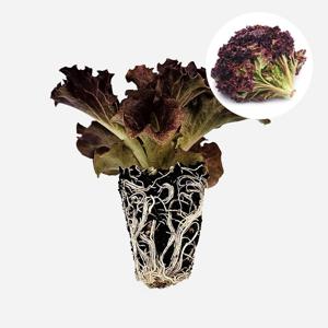 크리스피 루비글레이스 1개 유럽 상추 모종 쌈채소 샐러드 텃밭 채소 튼튼한 모종