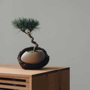 해송소나무 깨진타조알 둥지세트 실내공기정화식물 분재 스승의날 어버이날 선물