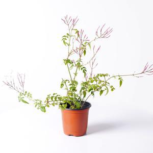 학자스민 키우기쉬운 실내공기정화식물 인테리어식물 소형 모종