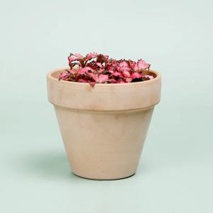 휘토니아레드_이태리토분 바소 인테리어식물 실내공기정화식물