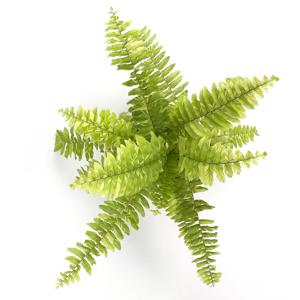 무늬 보스턴고사리 실내공기정화식물 거실식물 플랜테리어식물