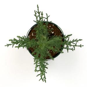 이탈리안 사이프러스 공기정화식물 노지월동 키우기쉬운식물 카페식물 감성