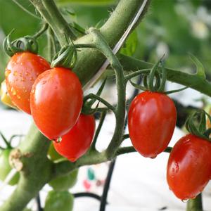 방울토마토 모종 키우기 20주 미니텃밭