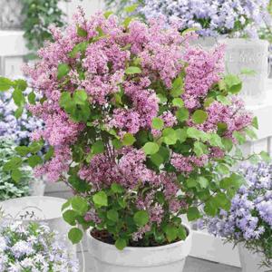 플라워페스타 왜성 9cm포트 2번개화 3종 택1 향기 꽃나무 라일락나무