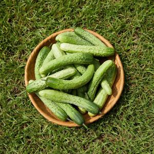 26년 수확 전라도 햇 백다다기 오이 2kg 특품 8~16개입