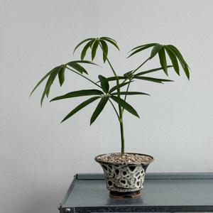 홍콩야자 대나무홍콩야자 키우기쉬운 식물 감성식물