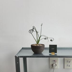 알부카 아프리카식물 데스크테리어 감성식물 원룸인테리어