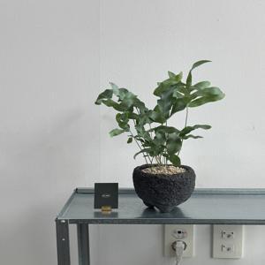 블루스타펀 고사리 데스크테리어 감성식물 화산석화분 소형화분