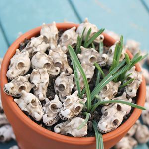 TEMU 20개 드래곤 머리 해골 분재 장식 조각상, 멋진 작은 정원 장식 조각품, 야외 테일 월드 풍경 장식 조각상, 정원 조경석 조각품, 수족관 장식 조경석 조각품, 할로윈 선물