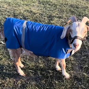 TEMU 소, 양, 말용 두꺼운 보온 의류, 신생 소태 및 말용 재킷 담요, 단열 설계, 농장 및 목장에서 사용하기 적합, 동물용 겨울 보온 용품. 비전기 작동