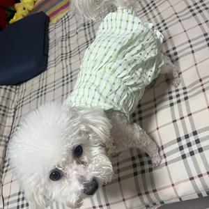 TEMU 숨쉬기 좋은 양말 디자인과 은색 그라데이션의 가벼운 여름 고양이 옷. 외출복으로 완벽하며, 고양이 친구를 위한 드레스가 함께 제공됩니다.