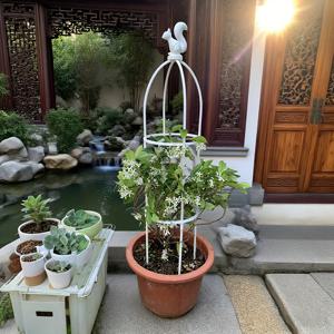 TEMU 만화 다람쥐 디자인 식물 트렐리스, 실내 및 실외 정원에 적합한 플로럴 지지대, 장미, 및 덩굴 식물에 적합. 덩굴 지지용 식물 트렐리스, 식물 지지 클립 10개 포함