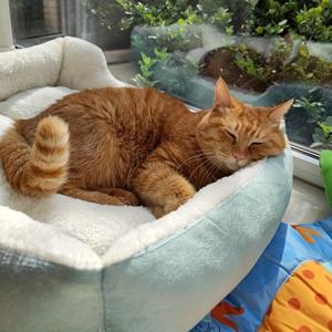 TEMU 고양이와 강아지용 두껍고 따뜻한 반려동물 침대, 미끄럼 방지 바닥의 부드럽고 편안한 강아지 소파 침대, 소형견과 중형견용 사계절 아늑한 수면 매트, 강아지와 아기 고양이용 실내 휴식용 쿠션 둥지, 테디, 포메라니안, 치와와에게 이상적