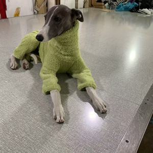 TEMU 겨울용 두꺼운 스타일 반려견 의류, 하이넥 스카프, 트렌디, 믹스염색, 프린팅, 패셔너블한 양면, 따뜻한 네발 옷, 부드럽고 신축성 높음, , 윔펫, 배셋하운드용, 겨울용 보온 네발 의류