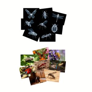 TEMU 곤충 및 동물 골격 엑스레이 필름 16개, 동물 골격 탐구, 과학 키트, , 라이트 테이블, 라이트 섀도우 재료에 적합